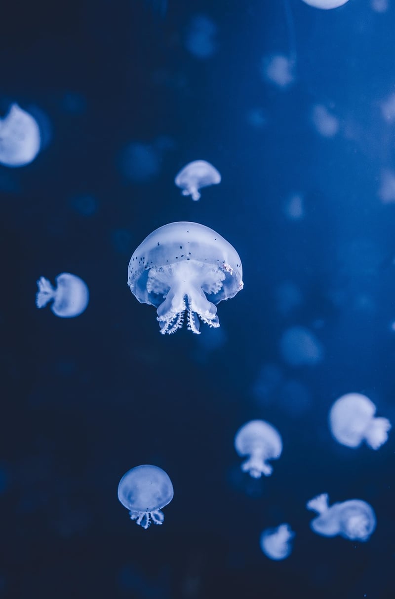 Underwater Exploration